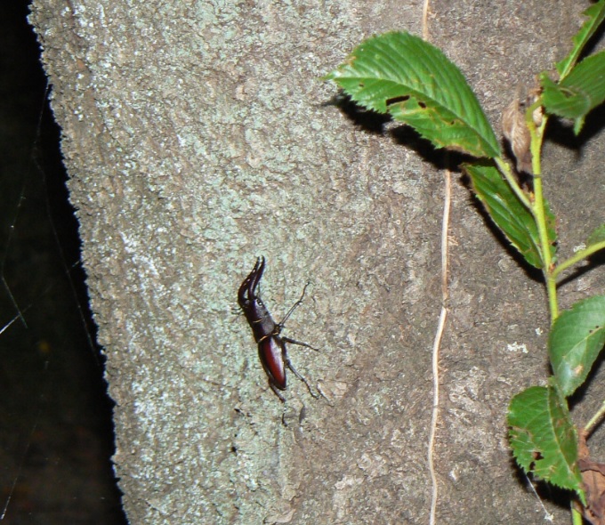 団地前の桜_ノコギリクワガタ1♂ 2021年6月28日 19時55分頃 気温25度